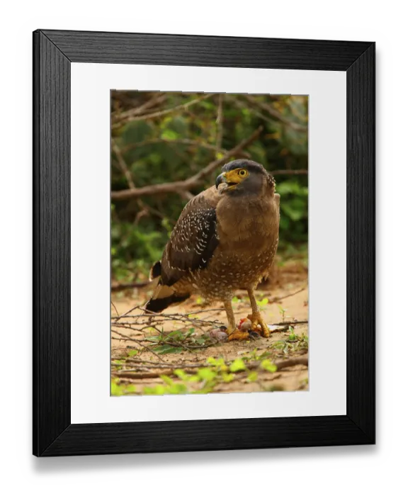 Framed Print : Crested serpent eagle (Spilornis cheela spilogaster) endemic breed Framed Print : Crested serpent eagle (Spilornis cheela spilogaster) endemic breed