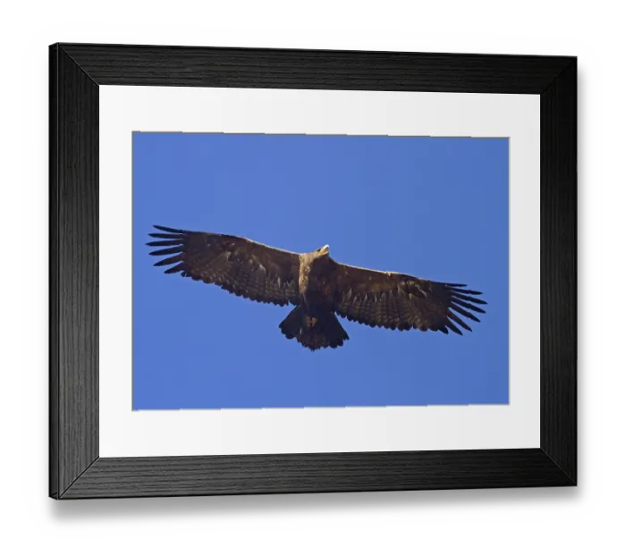 Framed Print : Steppe eagle (Aquila nipalensis) adult