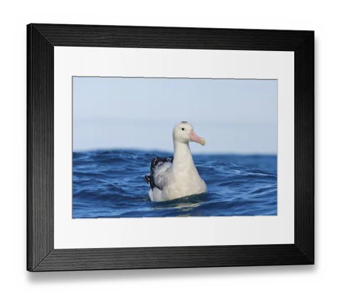 Framed Print : Gibson's antipodal albatross (Diomedea antipodensis gibsoni)