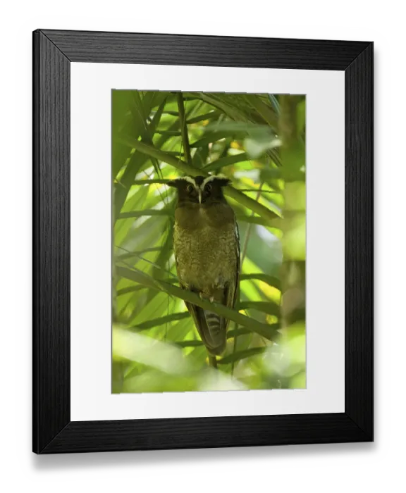 Framed Print : Crested Owl, crested owls (Lophostrix cristata)