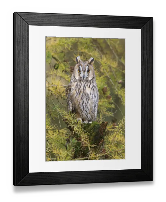 Framed Print : Long-eared owl (Asio otus), adult Framed Print : Long-eared owl (Asio otus), adult