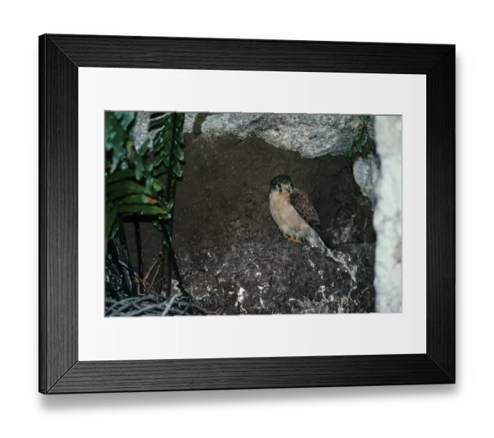 Framed Print : Seychelles Common Kestrel, Seychelles falcons