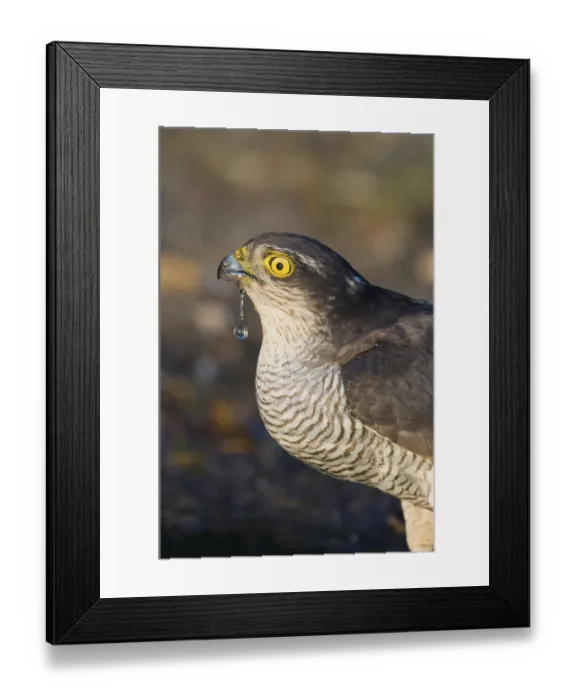 Framed Print : Eurasian Sparrowhawk (Accipiter nisus) adult female Framed Print : Eurasian Sparrowhawk (Accipiter nisus) adult female