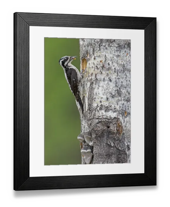 Framed Print : Three-toed woodpecker (Picoides tridactylus) Framed Print : Three-toed woodpecker (Picoides tridactylus)