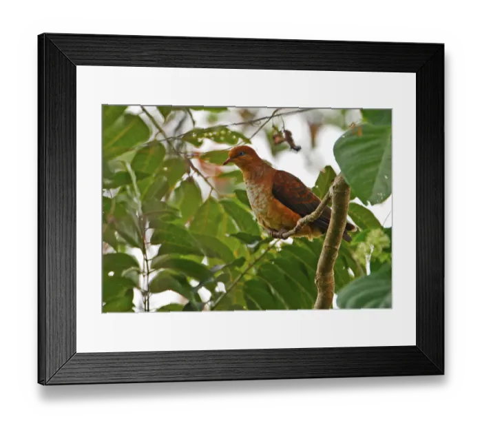 Framed Print : Little Cuckoo-dove (Macropygia ruficeps assimilis) juvenile Framed Print : Little Cuckoo-dove (Macropygia ruficeps assimilis) juvenile
