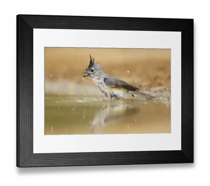 Framed Print : Black-crested Titmouse (Baeolophus atricristatus) adult Framed Print : Black-crested Titmouse (Baeolophus atricristatus) adult