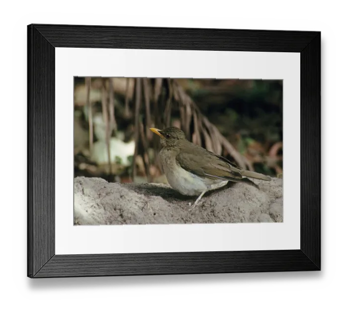 Framed Print : African thrush (Turdus pelios) Songbirds