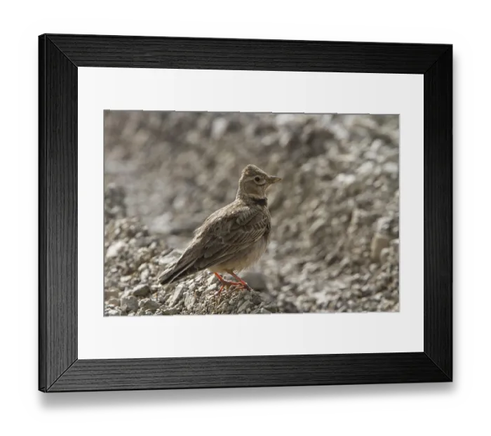 Framed Print : Calandra Lark, Calandra Larks, songbirds