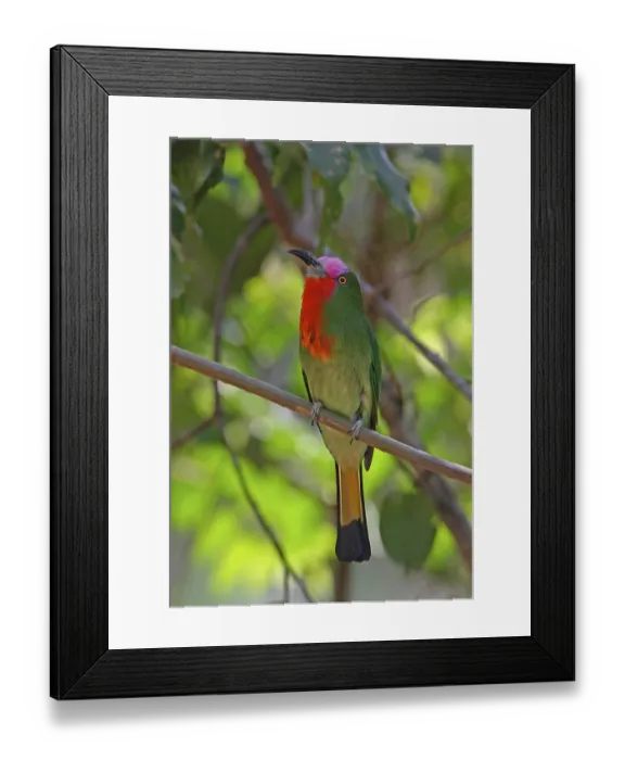 Framed Print : Red-bearded Bee-eater (Nyctyornis amictus)