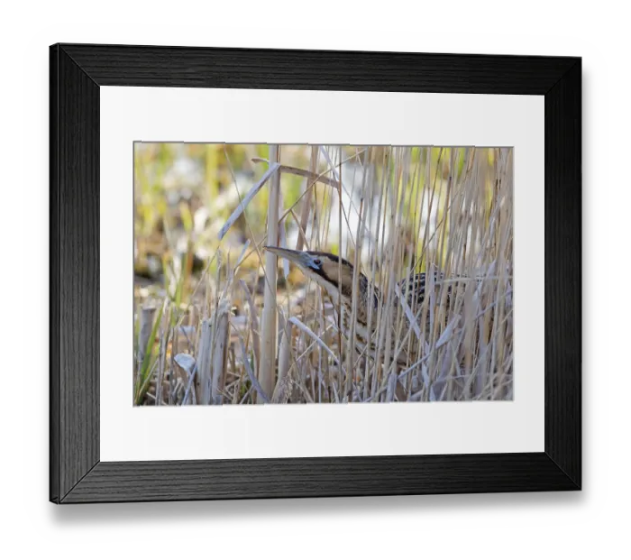 Framed Print : Great eurasian bittern (Botaurus stellaris)