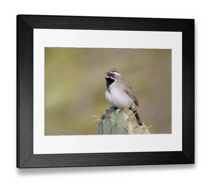 Framed Print : Black-throated Sparrow (Amphispiza bilineata) Framed Print : Black-throated Sparrow (Amphispiza bilineata)