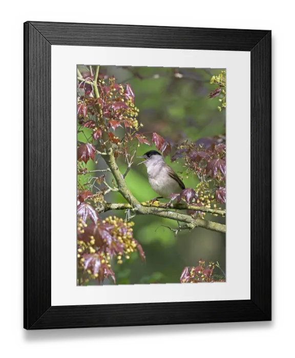 Framed Print : Blackcaps (Sylvia atricapilla)