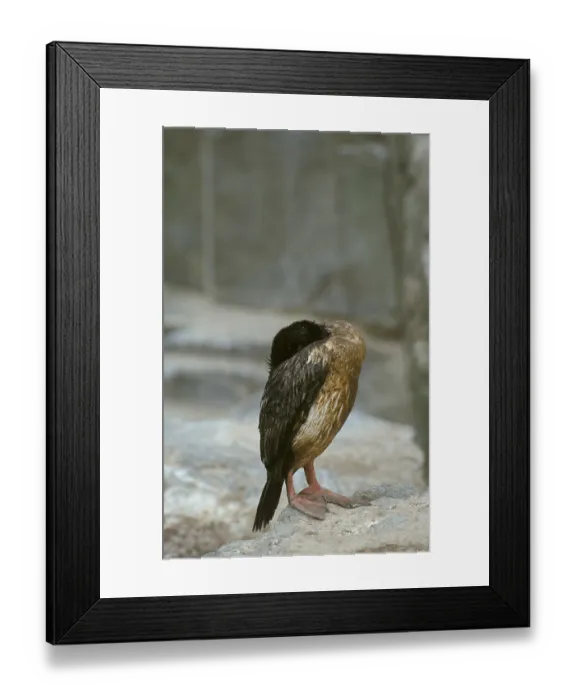 Framed Print : King Shag, King Cormorant, imperial shag Framed Print : King Shag, King Cormorant, imperial shag
