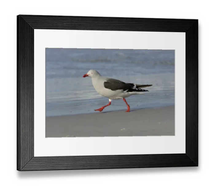 Framed Print : Gabianus scoresbii, Blood-billed Gull Framed Print : Gabianus scoresbii, Blood-billed Gull
