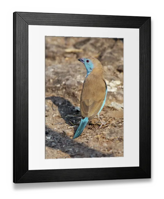 Framed Print : Angola Butterfly Finch, Blue Waxbill (Uraeginthus angolensis)