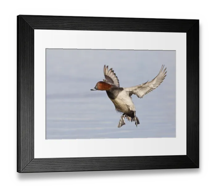 Framed Print : Common Pochard (Aythya ferina) adult male