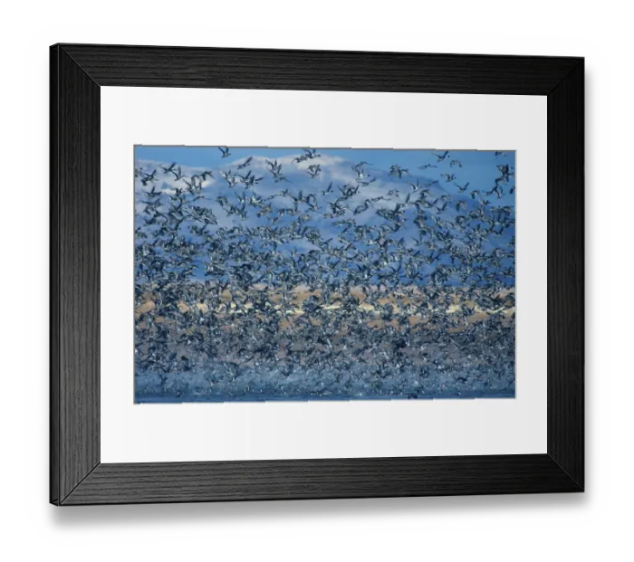 Framed Print : Pintail, Pintail ducks, Ducks, Goose birds Framed Print : Pintail, Pintail ducks, Ducks, Goose birds