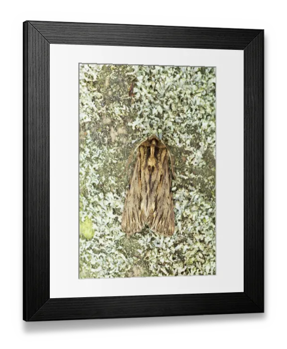Framed Print : The spreading moth (Brachionycha sphinx) adult
