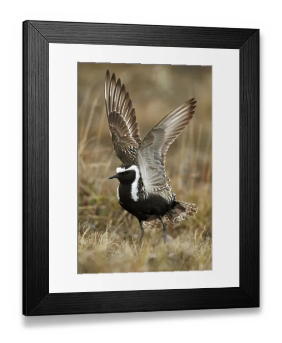 Framed Print : American golden plover (Pluvialis dominica)