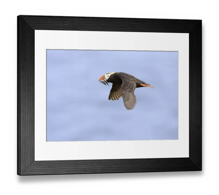Framed Print : Tufted Puffin (Fratercula cirrhata) adult Framed Print : Tufted Puffin (Fratercula cirrhata) adult