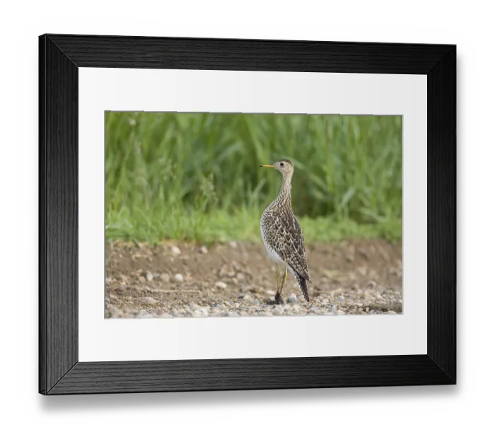 Framed Print : Upland sandpiper (Bartramia longicauda)