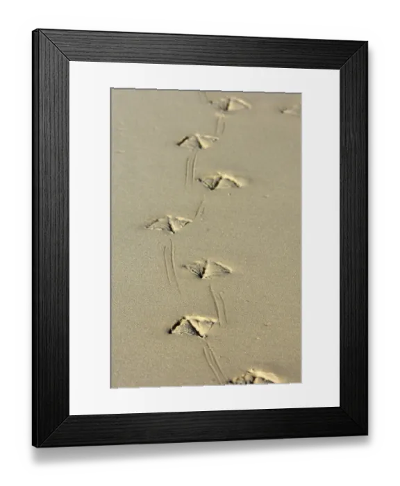 Framed Print : Stercorarius antarctica, brown skuas
