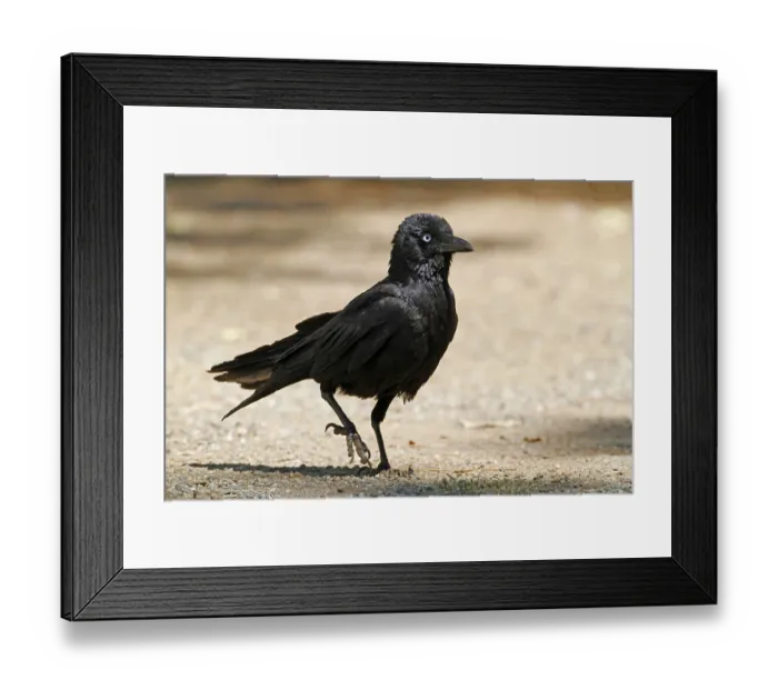 Framed Print : Little raven (Corvus mellori), Common Crows