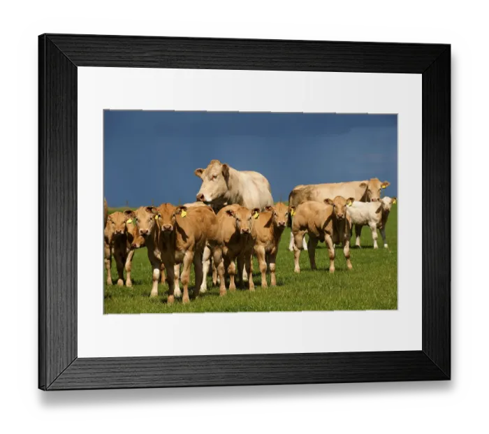 Framed Print : Domestic cattle, Blonde d'Aquitaine Framed Print : Domestic cattle, Blonde d'Aquitaine