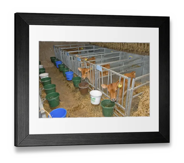 Framed Print : Domestic cattle, Jersey calves