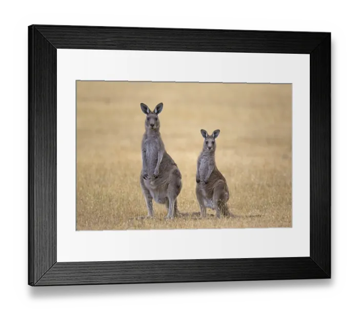 Framed Print : Eastern Grey Giant Kangaroo, Eastern Grey Giant Kangaroo Framed Print : Eastern Grey Giant Kangaroo, Eastern Grey Giant Kangaroo