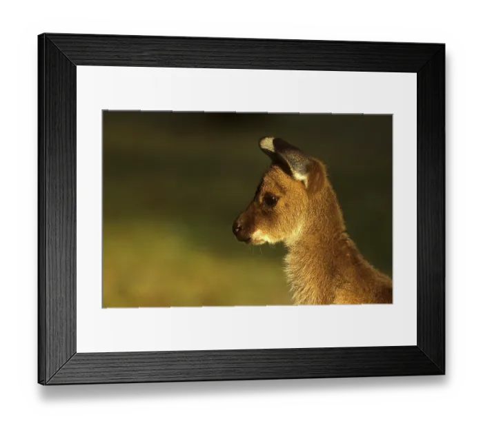Framed Print : Western Grey Giant Kangaroo, Western Grey Giant Kangaroo