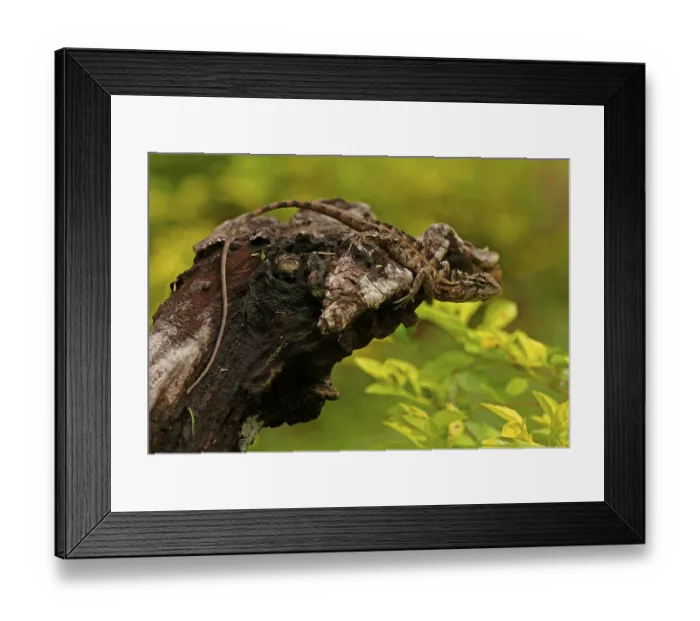 Framed Print : Bloodsucker (agama), oriental garden lizards (Calotes versicolor)