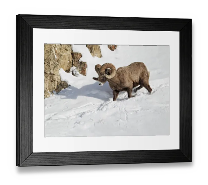 Framed Print : Bighorn bighorn sheep (Ovis canadensis)