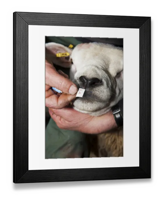 Framed Print : Sheep farming, shepherd using sterile single use pin on Texel ram nose to extract blood for Scrapie genotype testing