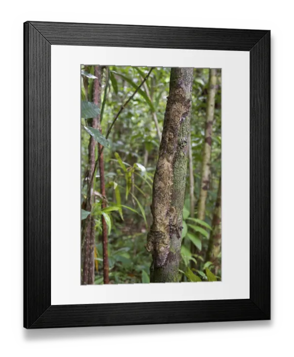 Framed Print : Flat-tailed Gecko, Leaf-tailed Gecko Framed Print : Flat-tailed Gecko, Leaf-tailed Gecko