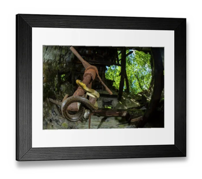 Framed Print : Aesculapian Snake (Zamenis longissimus) adult