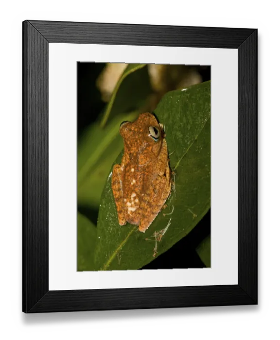 Framed Print : (Boophis pyrrhus) at Andasibe, Madagascar