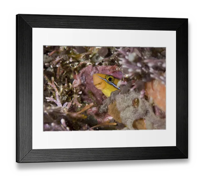 Framed Print : Bluestriped fangblenny (Plagiotremus rhinorhynchos)