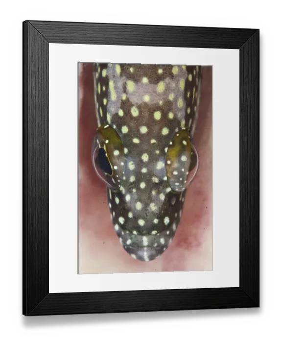 Framed Print : Spotted Coralgrouper (Plectropomus maculatus) adult Framed Print : Spotted Coralgrouper (Plectropomus maculatus) adult