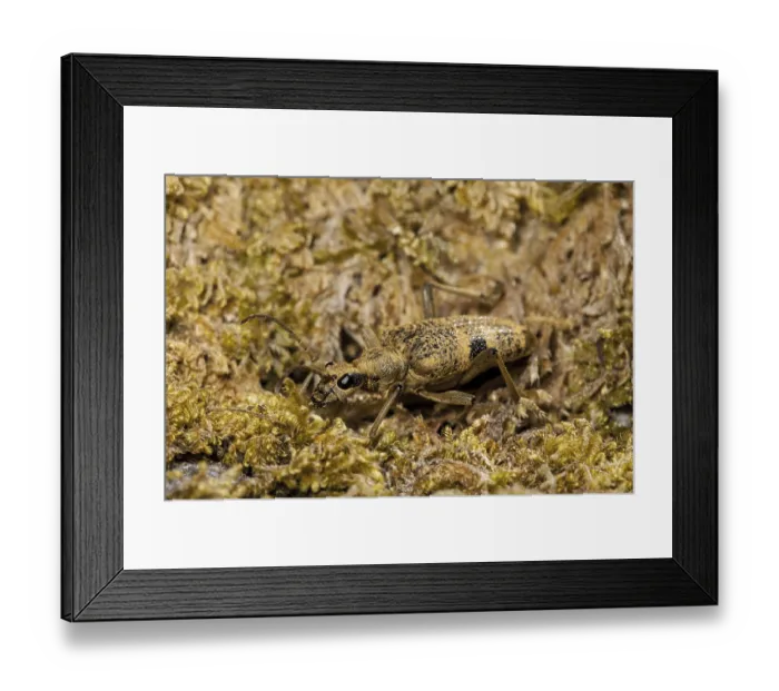 Framed Print : Black-spotted Longhorn Beetle (Rhagium mordax) adult