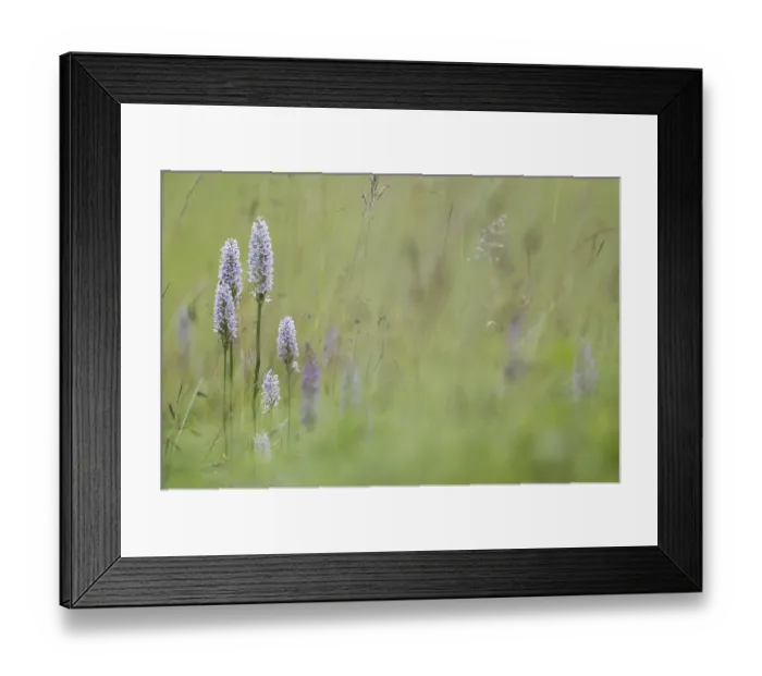 Framed Print : Common Spotted Orchid (Dactylorhiza fuchsii) flowerspikes