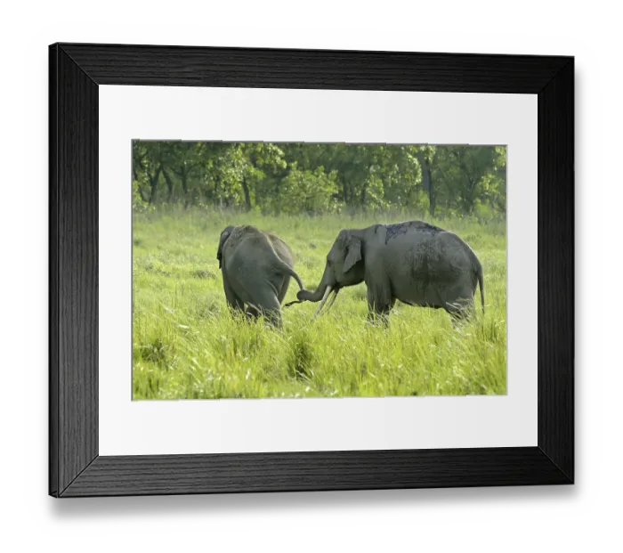 Framed Print : Asian indian elephant (Elephas maximus indicus) two adult males Framed Print : Asian indian elephant (Elephas maximus indicus) two adult males