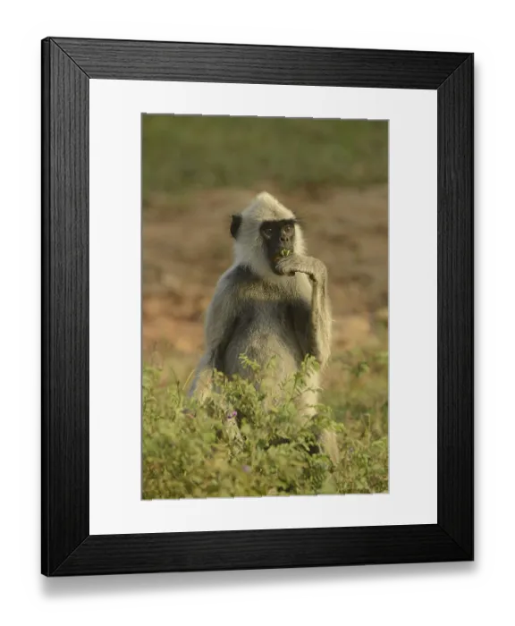Framed Print : Tufted grey tufted gray langur (Semnopithecus priam thersites) Framed Print : Tufted grey tufted gray langur (Semnopithecus priam thersites)