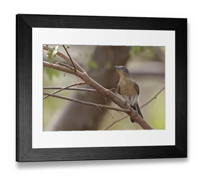 Framed Print : Northern Puffback (Dryoscopus gambensis gambensis) adult female