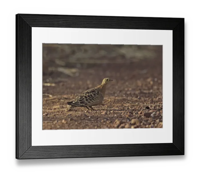 Framed Print : Four-banded Sandgrouse (Pterocles quadricinctus) Framed Print : Four-banded Sandgrouse (Pterocles quadricinctus)