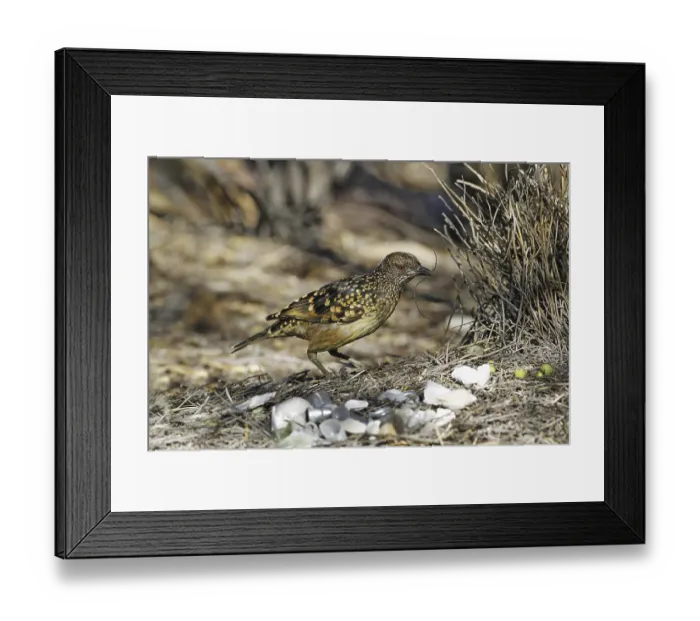 Framed Print : Spotted Bowerbird (Ptilonorhynchus maculatus) adult male