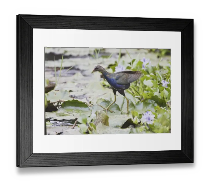 Framed Print : Purple Gallinule (Porphyrio martinicus) juvenile