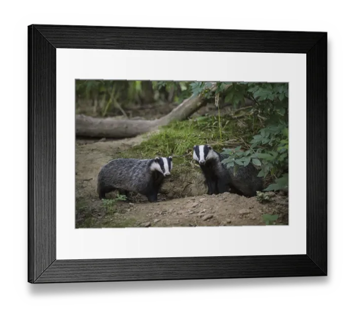 Framed Print : Badger, european badgers (Meles meles)