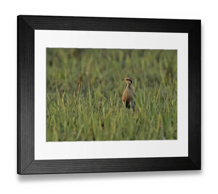 Framed Print : Temminck's Courser (Cursorius temminckii ruvanensis) adult