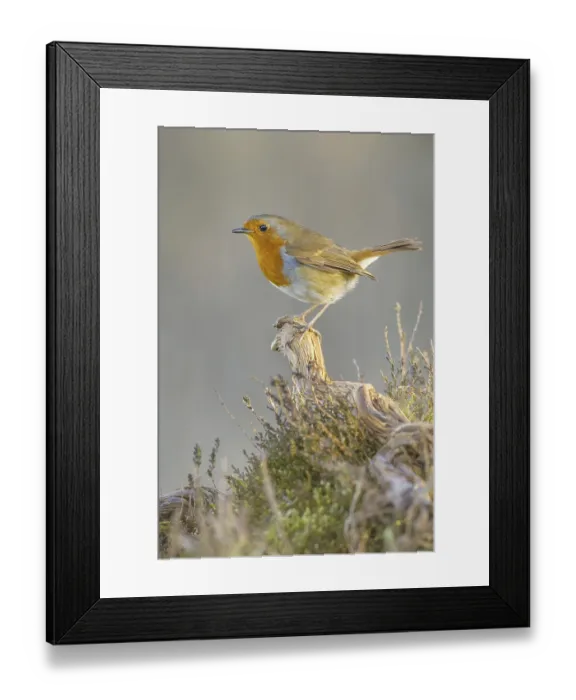 Framed Print : European Robin (Erithacus rubecula) adult